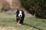 GRAND BOUVIER SUISSE 060